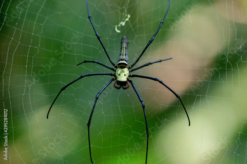 Golden Orb Web Spider, Nephila maculata, from Khao Sok National Park, Thailand