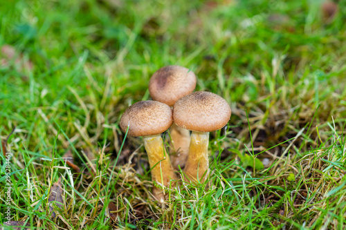 Pilze im Wald suchen