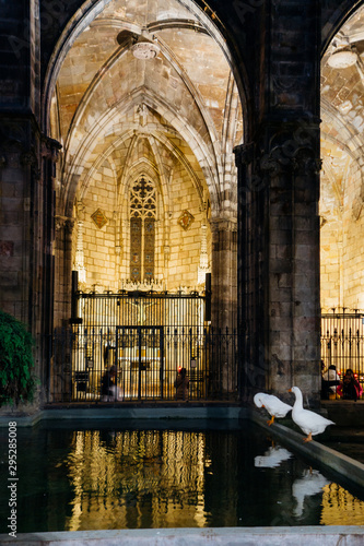 Des oies dans une   glise    Barcelone. Un lavoir dans une   glise avec des oies. 