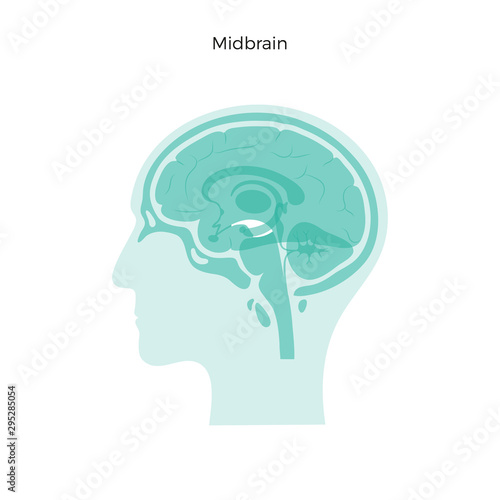Vector illustration of midbrain photo