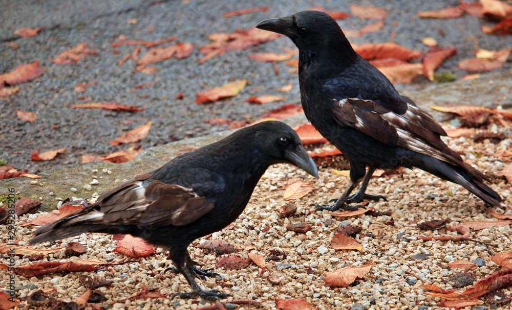 Obraz premium the crow as a symbol of autumn