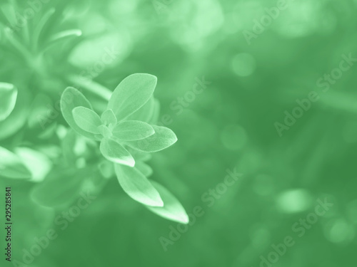 Marjoram herb plant macro shot. Environment protection concept. Mint green color of 2020