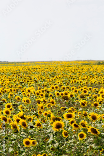 Riesiges Sonnenblumenfeld
