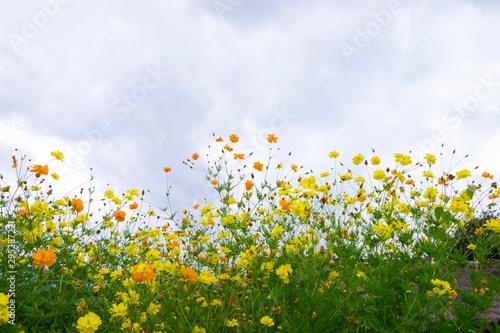 background of small colorful flower under blue sky