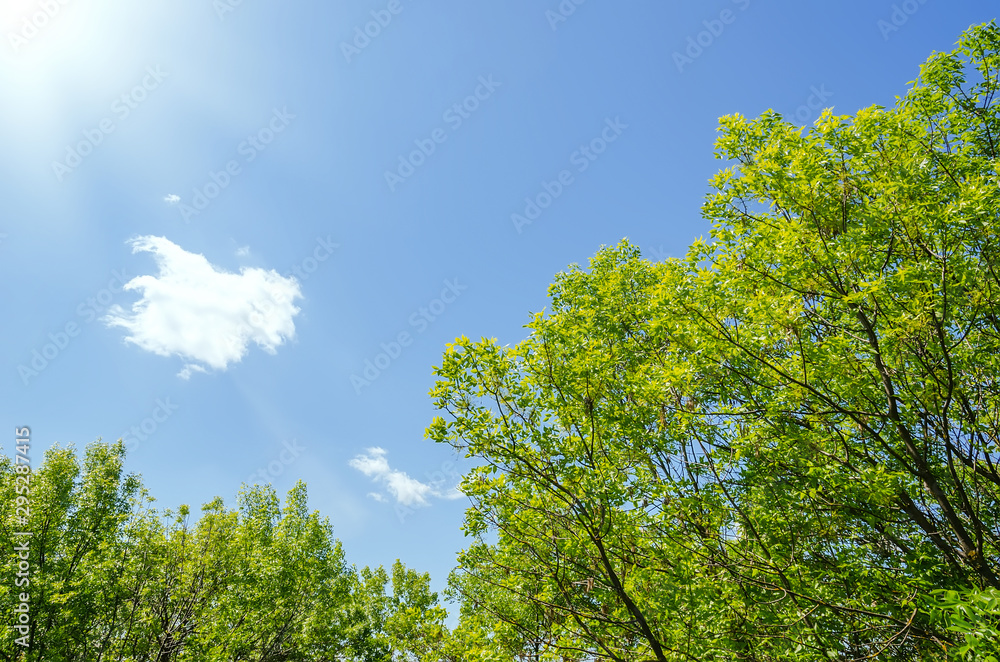 green trees in spring and sun in blue sky with clouds