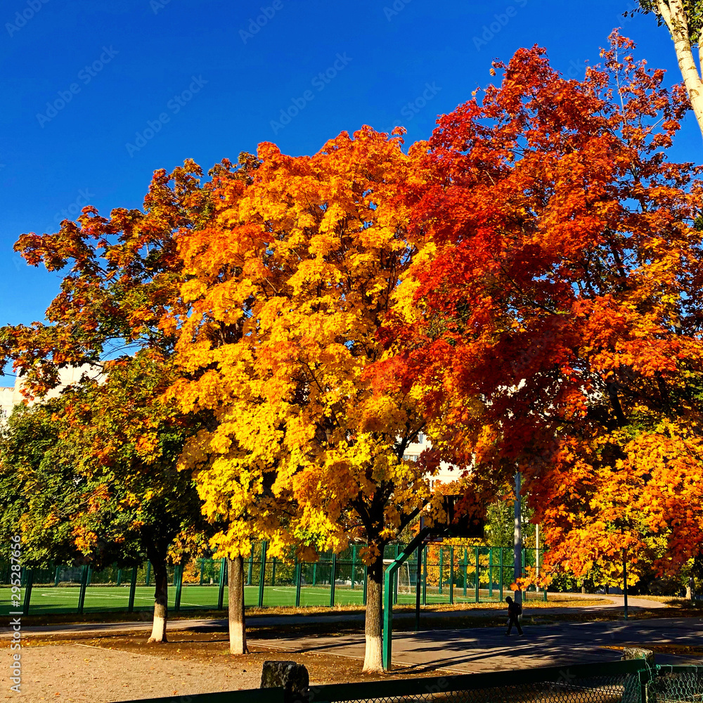 Naklejka premium autumn trees in park