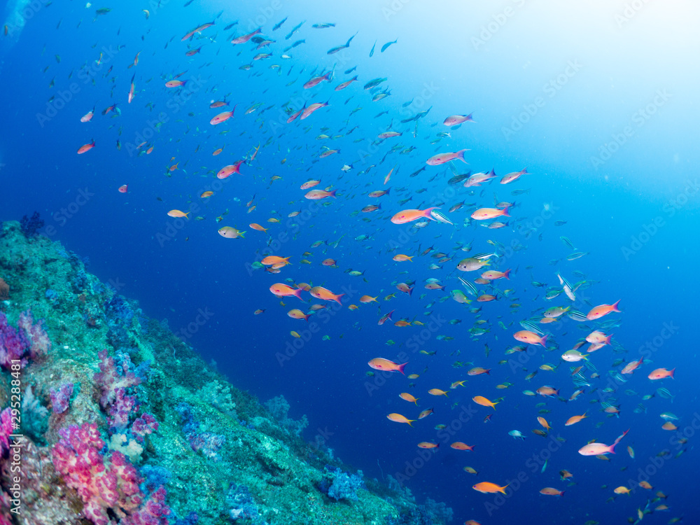 Fototapeta premium 世界遺産_沖ノ島_スキューバダイビング