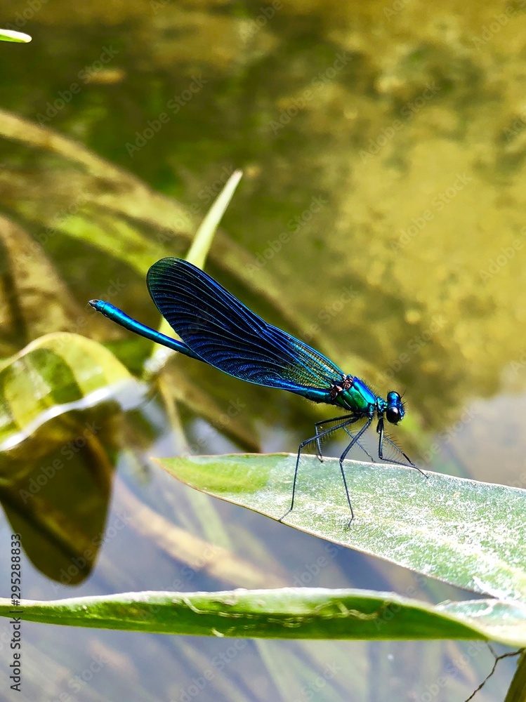 blue dragonfly on a green leaf blue dragonfly on a green leaf