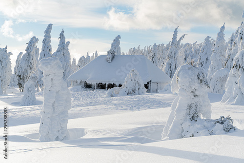 Fototapeta Naklejka Na Ścianę i Meble -  Strange frozen trees as figures in Sudety mountain in Poland on winter.