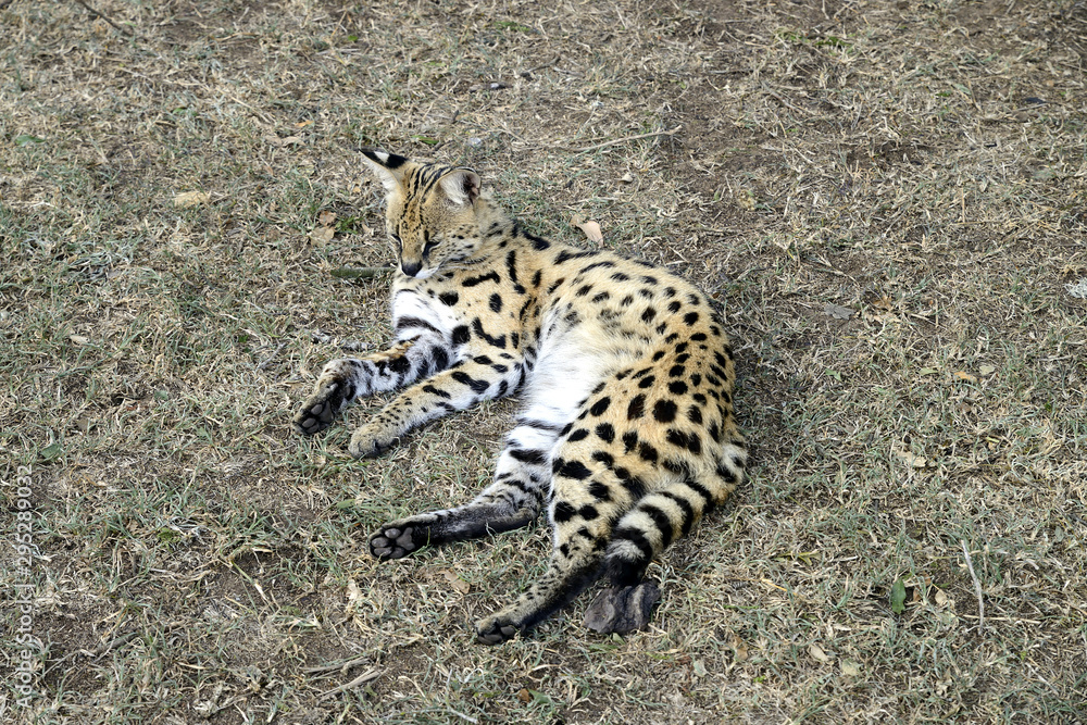 Obraz premium Serval, Hluhluwe, South Africa