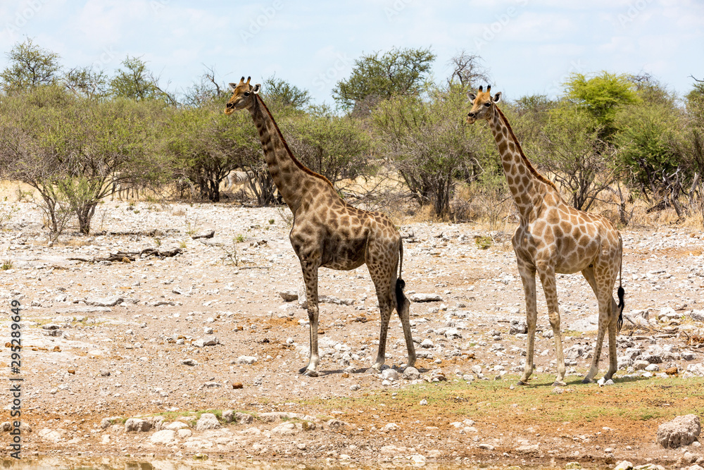 Obraz premium Two giraffes standing in the steppe, Etosha, Namibia, Africa