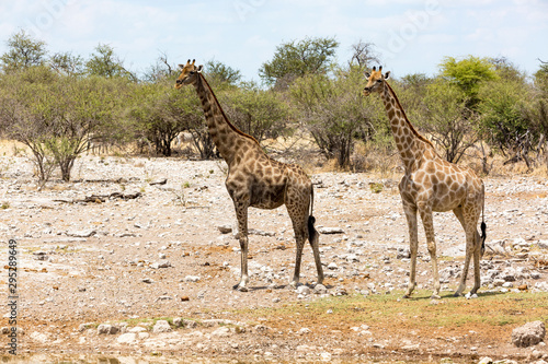 Two giraffes standing in the steppe  Etosha  Namibia  Africa