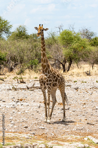 A single giraffe standing in the steppe with trees in the background  Etosha  Namibia  Africa