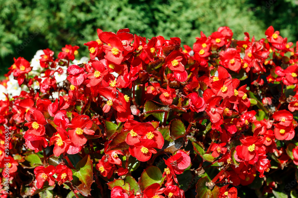 Red begonia flowers in the garden.