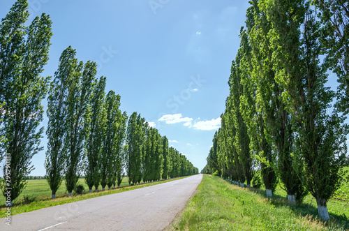 Canvas Print poplar alley and asphalt road