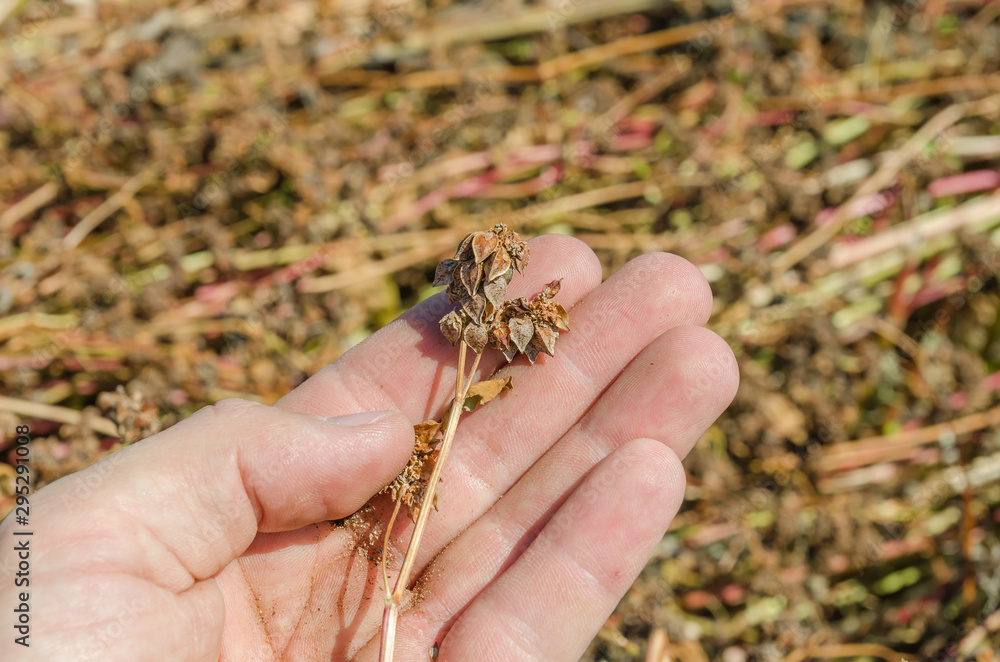 buckwheat stalk in the farmer's hand