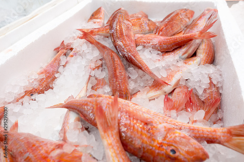 Fresh red mullet, mullus barbatus, for sale on a fishmonger market stall photo