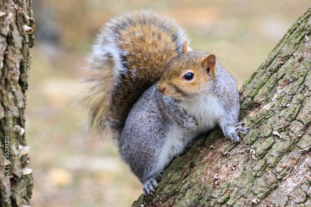 Obraz premium scoiattolo grigio