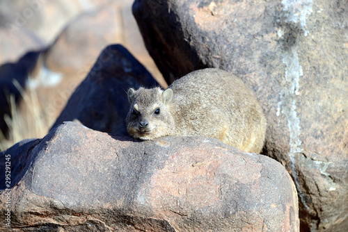 Rock hyrax, Quiver Tree Forest, Namibia