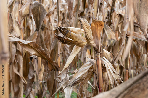 Close up late summer dry cornfield