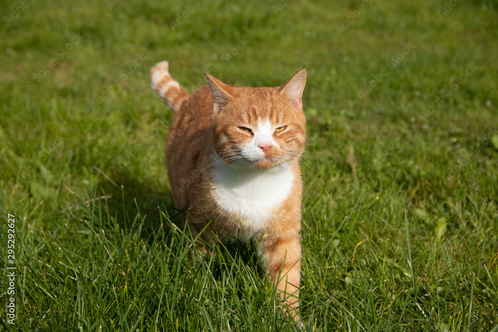 Red cat walks on the green grass in sunny weather. Home pet. A cat on the lawn takes sunbathing.