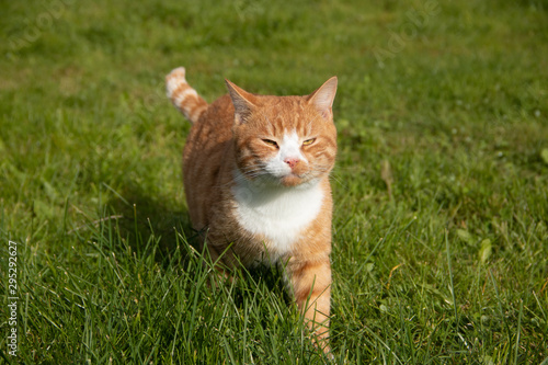 Red cat walks on the green grass in sunny weather. Home pet. A cat on the lawn takes sunbathing.