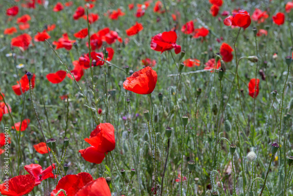 Fototapeta premium Wild red poppy flowers close up