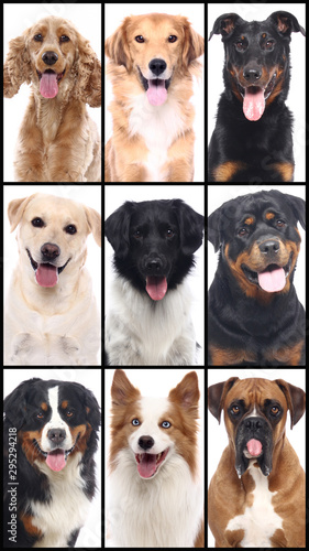 Group beautiful house pets in front of a white background © Djomas