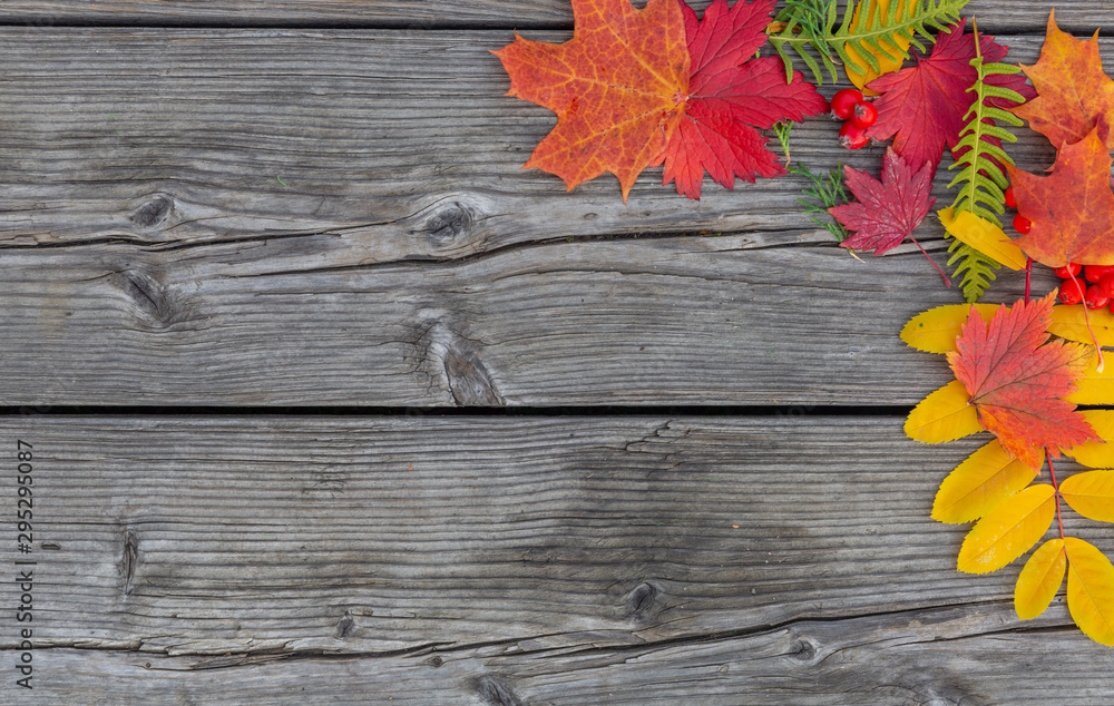 Fototapeta premium autumn background with colored leaves on wooden board 