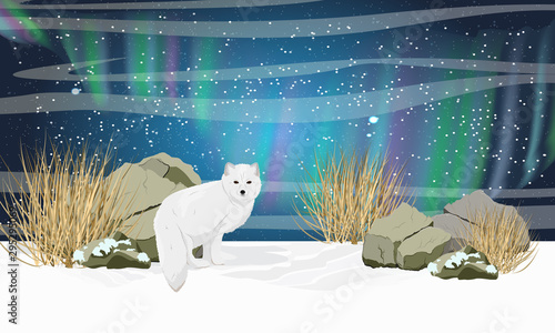 White arctic fox in the snow. Stones, dry grass and the northern lights in the sky. Realistic night vector landscape