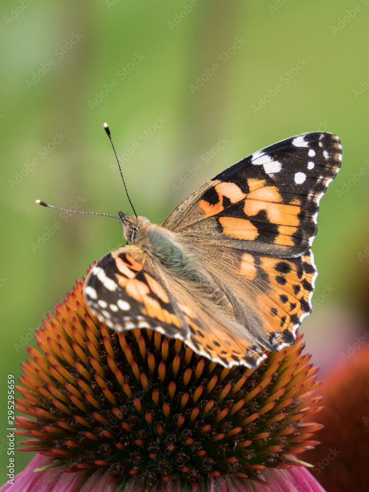 Obraz premium close-up of a painted lady (Vanessa cardui) on the blossom of a coneflower