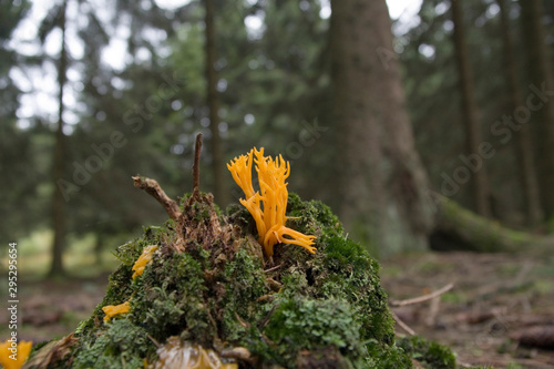 Pilze Ziegenbart