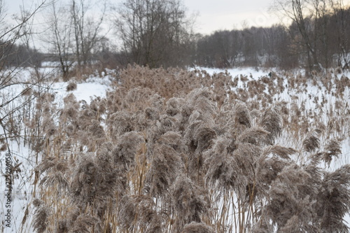 Wallpaper Mural winter Torontodigital.ca