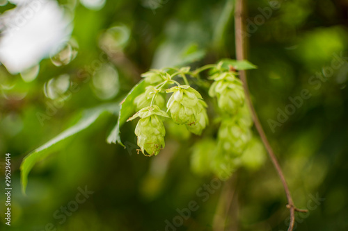 branch of hops