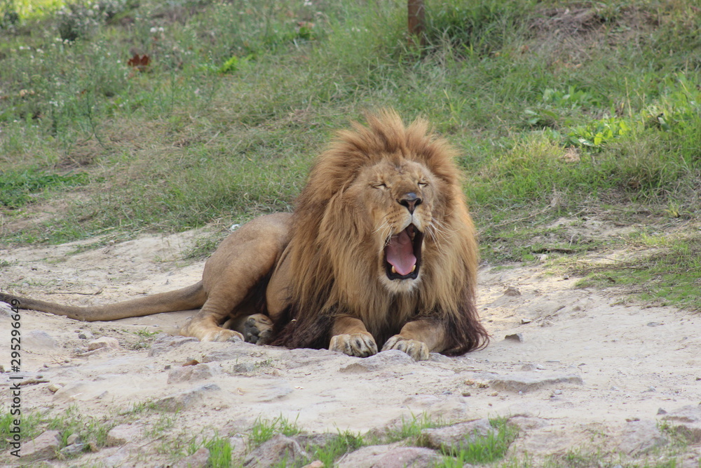Naklejka premium Hayvanlar alemini yakından inceledik