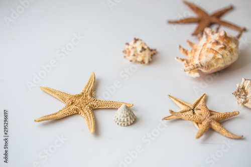 Sea or ocean elements and white plate on white textured background. Shells, sea star, coral, sea horse, succulent echeverial. View from above. Place for text.