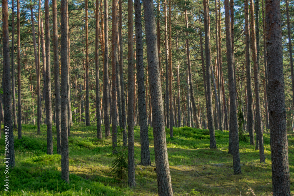 Fototapeta premium trees in the forest