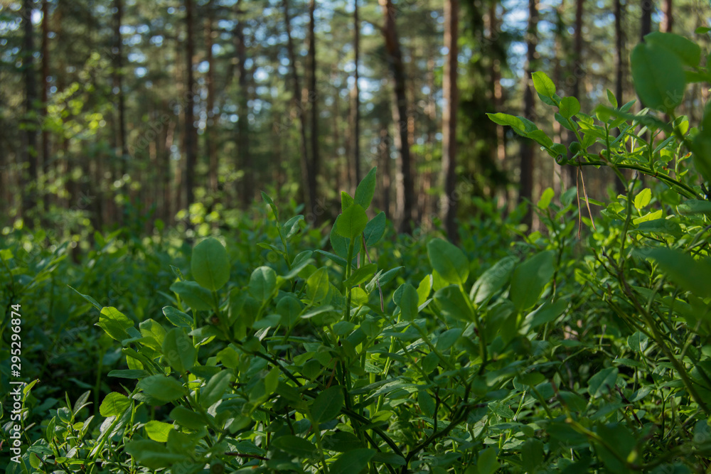 green leaves in the forest green leaves in the forest