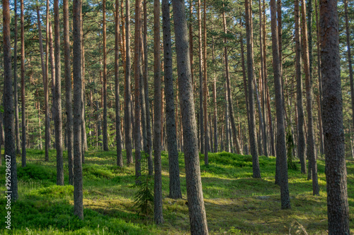 trees in the forest