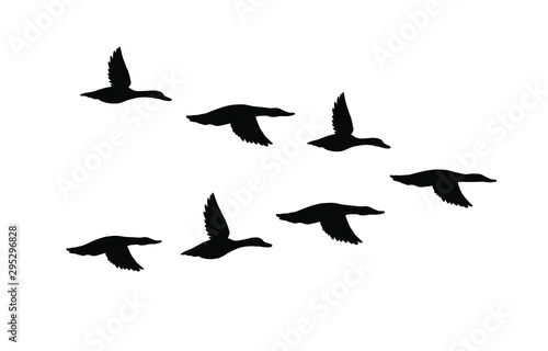 Vector black flock of flying duck silhouette isolated on white background