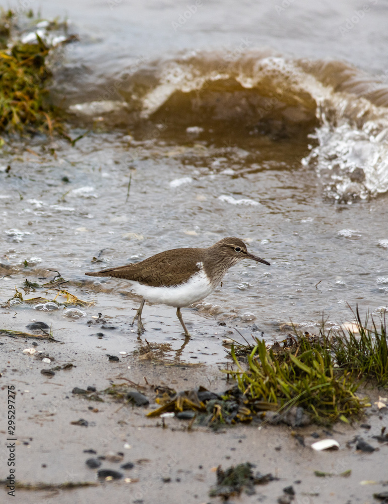 Common sandpiper on the River Bann estuary riverbank Common sandpiper on the River Bann estuary riverbank
