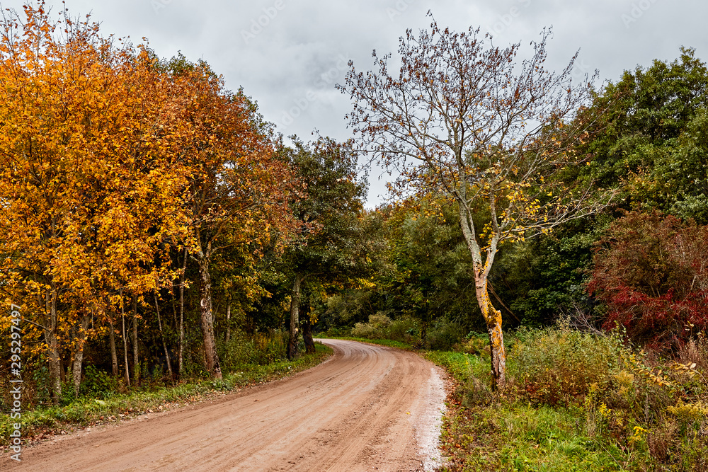 Naklejka premium Road in the autumn forest. Leaf fall