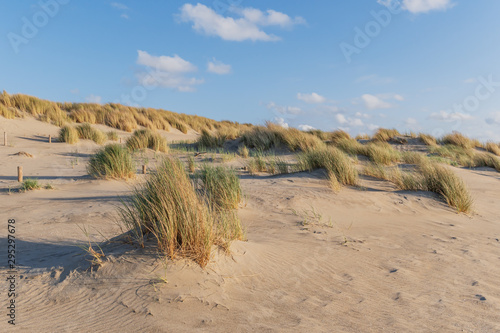 Abendstimmung in den D  nen am Strand     Kijkduin Strand  Den Haag  Holland  Niederlande