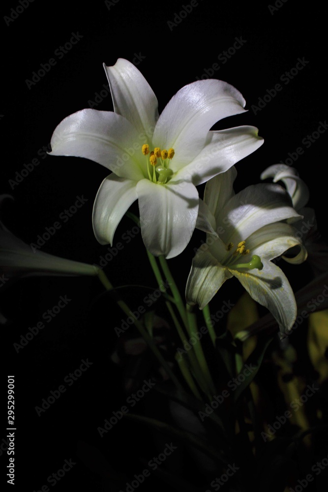 Obraz premium lily of the valley