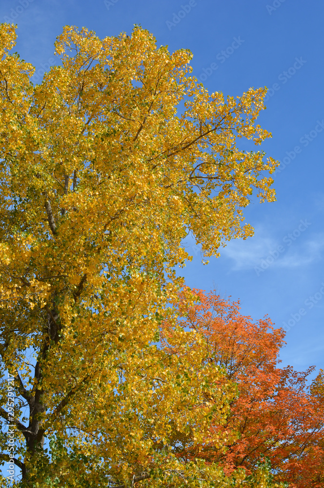 Beautiful orange, red and yellow fall colors on a sunny day with blue sky in the background