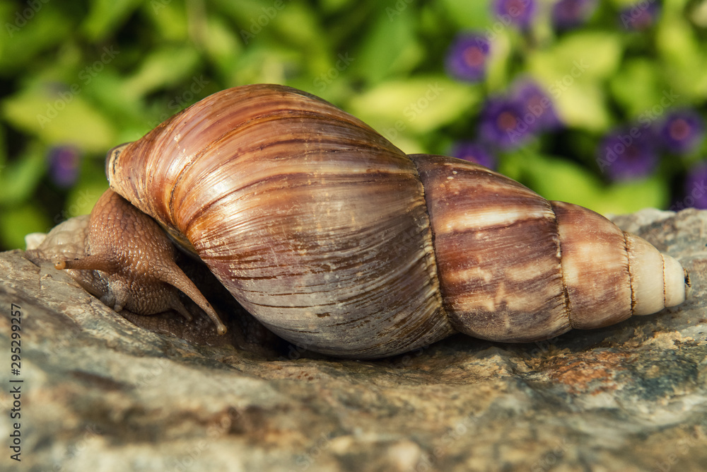 Big african snail on rock in the background of flowers. Big african snail on rock in the background of flowers.