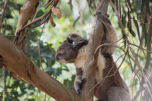Fototapeta Naklejka Na Ścianę i Meble -  Koala in Forest