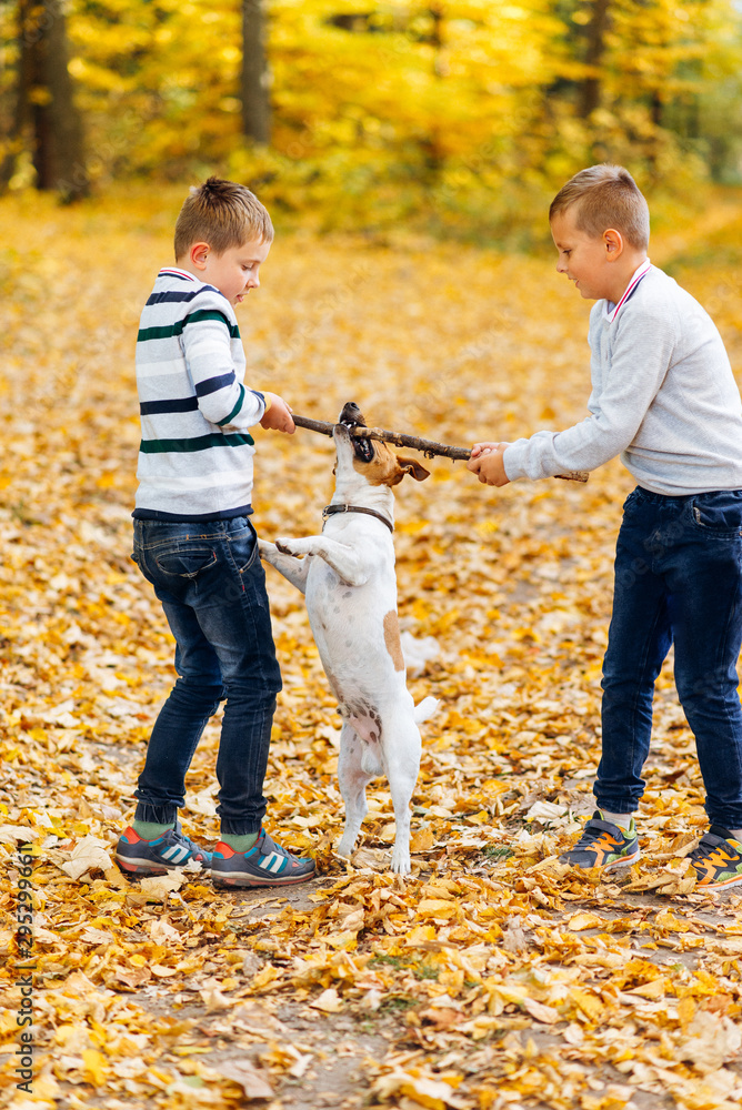 Fototapeta premium Children play with Jack Russell Terrier with a stick in the autumn forest. Autumn walk with a dog