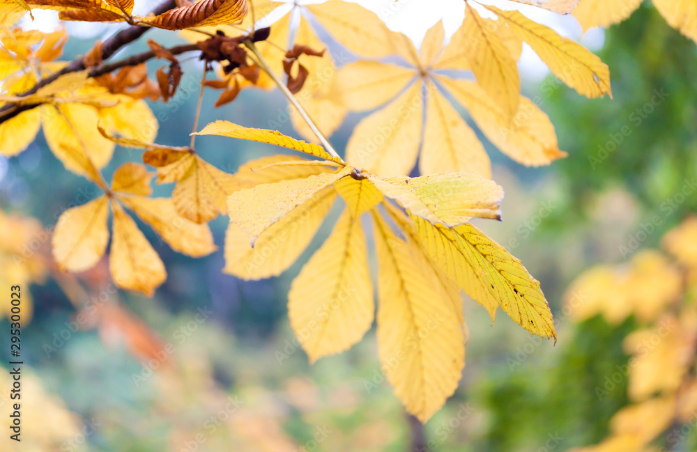 Fototapeta premium Chestnut yellow autumn leafs on the branch.