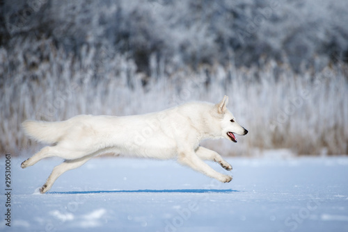 happy white shepherd dog running outdoors in winter